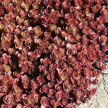 Очиток Sedum spurium 'Purpureum' 